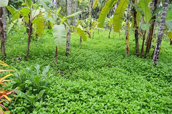 Spices Plantation